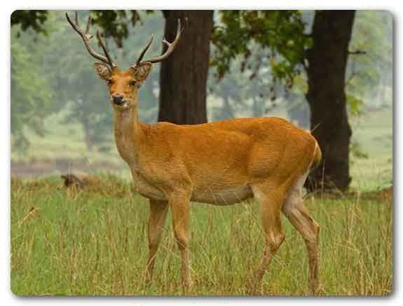 Uttar Pradesh State animal, Barasingha, Rucervus duvaucelii